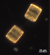 planton image