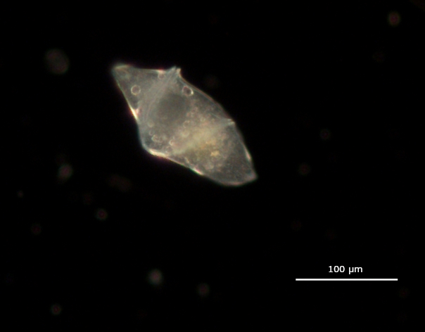 planton image